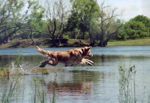 Golden Retriever leaping into water at a hunt test in San Antonio, TX.