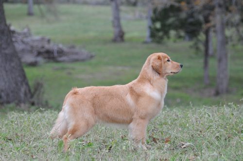 how to find a reputable golden retriever breeder