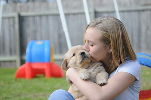 Home Page Scion Golden Retrievers Golden Retriever Breeder In Texas